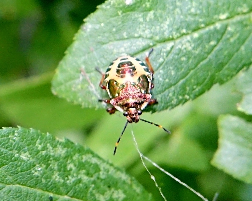 shield bug